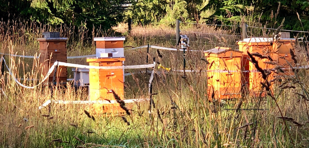 Olympia Honey Co PNW Honey